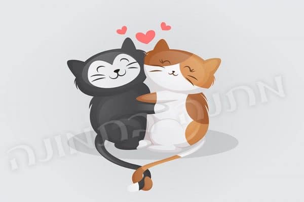 חתולים מאוהבים